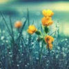 tickseed
